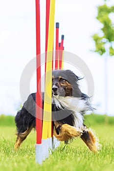 Australian Shepherd runs a slalom course