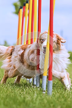 Australian Shepherd runs a slalom course