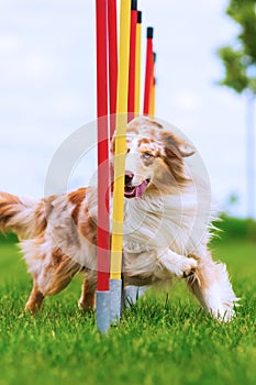 Australian Shepherd runs a slalom course