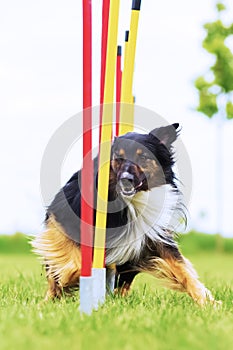 Australian Shepherd runs a slalom course