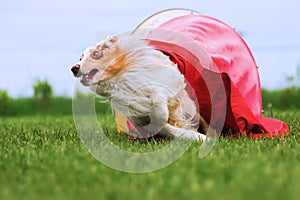 Australian Shepherd runs through a tunnel