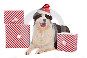 Australian shepherd with santa hat and gifts