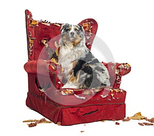 Australian Shepherd sitting on a detroyed armchair, isolated