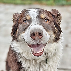 Australian Shepherd Smiling happy