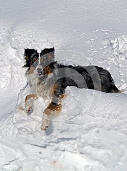 Australian Shepherd on Snowbank