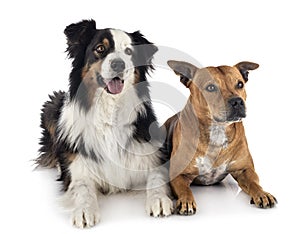 Australian shepherd and staffie