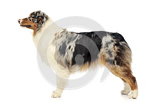 Australian shepherd standard in white studio