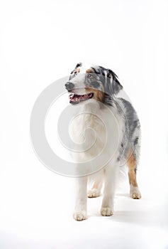 Australian Shepherd Standing.