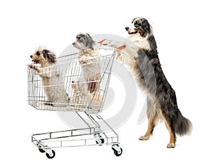 Australian Shepherd standing on hind legs