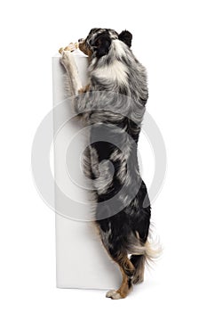 Australian Shepherd standing on hind legs