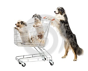 Australian Shepherd standing on hind legs and pushing a shopping cart with dogs against white background