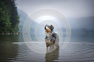 Australian shepherd is standning in a lake in a beautiful landscape bewteen mountains. Dog at the lake with foggy mood. photo