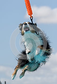 Australian Shepherd about to catch a toy