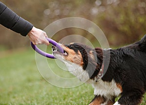 Australian Shepherd Training