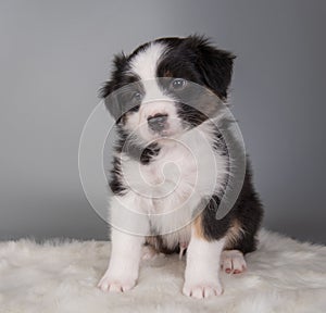 Australian Shepherd tri-color black tan puppy dog