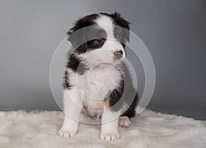 Australian Shepherd tri-color black tan puppy dog