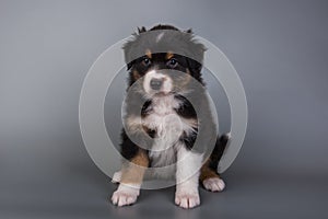 Australian Shepherd tri-color black tan puppy dog