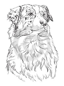 Australian shepherd vector hand drawing portrait