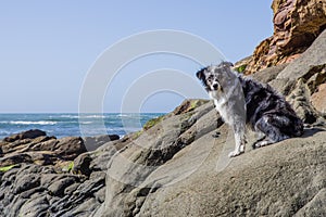 Australian Shepherd watches the tide