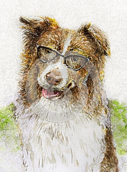 Australian shepherd wearing glasses in ink and watercolor