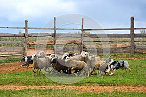 Australian Shepherd working