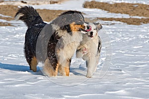 The Australian shepherds