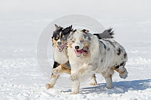 The Australian shepherds