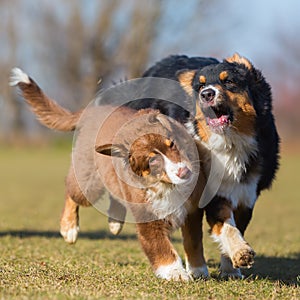 Australian Shepherds scuffle with each other