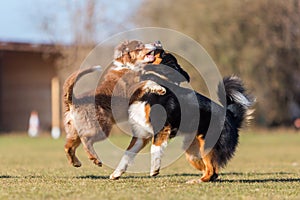 Australian Shepherds scuffle with each other