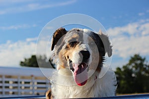 Australian Sheppard - 4