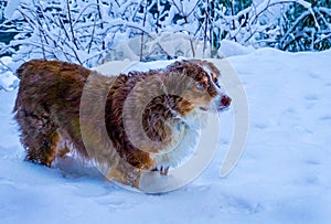 Australian Sheppard Dog with Bright Blue Eyes in the Snow