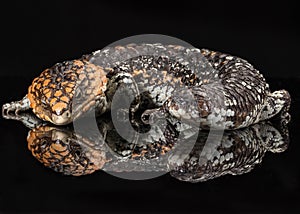 Australian shingleback lizard