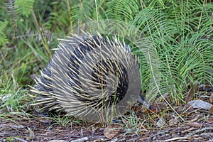 Australian Short-beaked Echidna