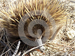 Australian Short-Beaked Echidna Forgaing