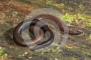 Australian Short-limbed Snake Skink