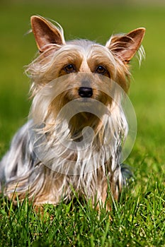 Australian Silky Terrier