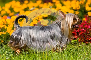 Australian Silky Terrier