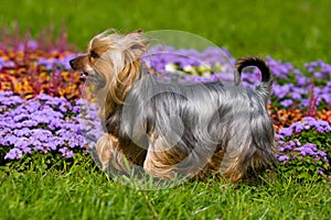 Australian Silky Terrier