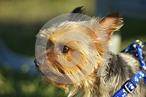 Australian Silky Terrier