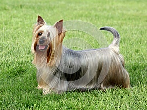 Australian Silky Terrier