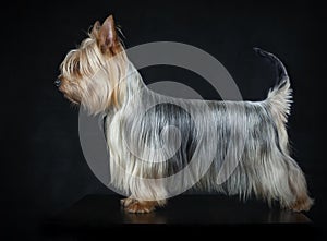 Australian Silky Terrier