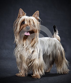 Australian Silky Terrier