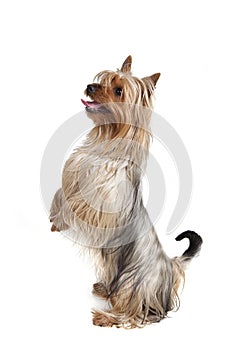 Australian Silky Terrier