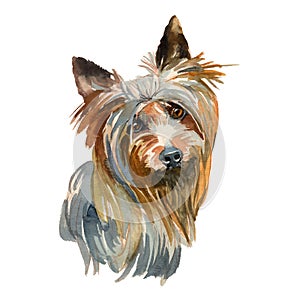 Australian silky terrier portrait