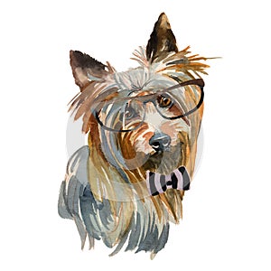 Australian silky terrier - hand painted, isolated on white background watercolor hipster dog portrait