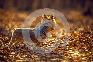 Australian Silky Terrier
