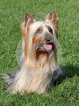 Australian Silky Terrier