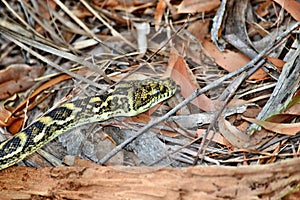 Australian snake coastal carpet python  Morelia spilota mcdowelli