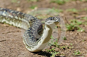 Australian Snake - Diamond Python Morelia Spilota