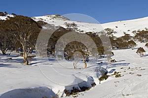 Australian snowscape